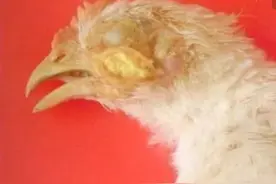 鸡支原体的症状，以及防治方法图片