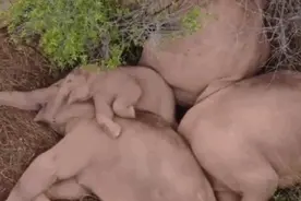 聚焦小象和鼻子的搞笑瞬间，原来你是这样的小可爱图片