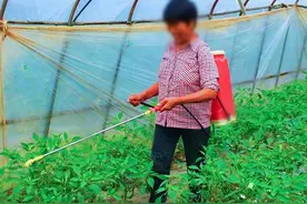 农村种植辣椒喷醋作用大，五次增加三成产量图片