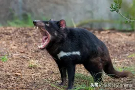 袋獾的繁殖，交配前先囚禁雌性，奇怪的知识又增加了图片