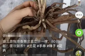 无知博主竟直播濒危雪莲花煮方便面！专家：标本都不舍得采图片