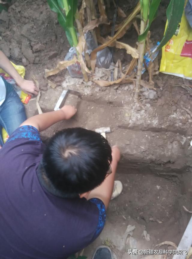 铁在玉米中的作用，如何在滴灌玉米中科学施用铁