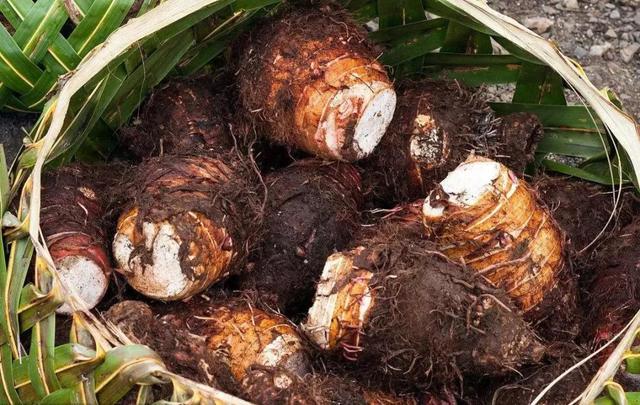 农村5种地下蔬菜，全程不长虫不用打药，种下去就有得吃的懒人菜