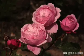 月季小苗快速养大攻略，帮你制定一年计划。大苗速成，来年开爆图片