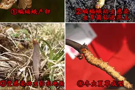全方位了解一下冬虫夏草的各种知识图片