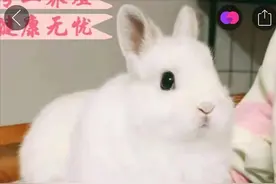 月销上万、包邮依旧，宠物寄递不是“包活”这么简单图片