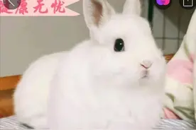 月销上万、包邮依旧，宠物寄递不是“包活”这么简单图片
