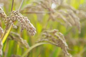 产粮大省黑龙江和河南，为什么比不过山东？图片