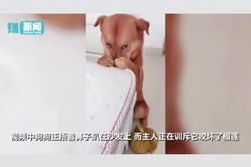 狗狗咬榴莲捂鼻子挨主人训 被评为全网最委屈狗狗图片