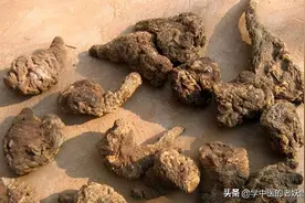 每天学习一味中药——芜荑图片