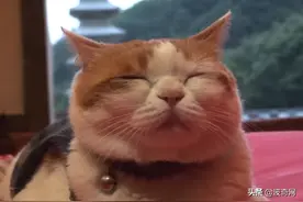 寺庙收养流浪猫，猫成功变和尚：不吃肉不杀生，每天蹲坐在佛堂图片