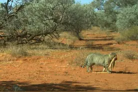 澳大利亚野猫猎食12斤巨蜥 曾吃掉袋鼠每年灭口动物30亿只图片
