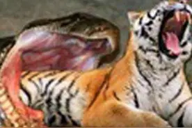 蟒蛇老虎谁厉害？老虎咬伤小蟒蛇，草药疗伤，隐忍练功，结局难料图片