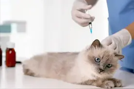 得了狂犬病恐惧症，“猫和狗没疯，我先疯了”图片