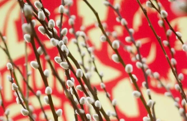 迎春看花,这些寓意你可能并不知道