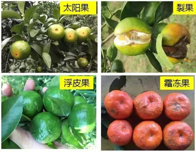 EDTA螯合钙、糖醇钙等五种钙肥大PK，让作物长得更快更健康