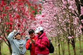 中江太安镇 : 六万株桃花斗艳醉了百万游人，农旅融合闯新路鼓了村民腰包图片