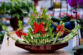 养富贵竹，“用水”有讲究，做对了，枝繁叶茂，开白花，好兆头图片