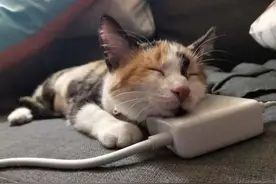 馋嘴三花猫偷吃铲屎官的饼干，被抓现行后态度还特别嚣张图片