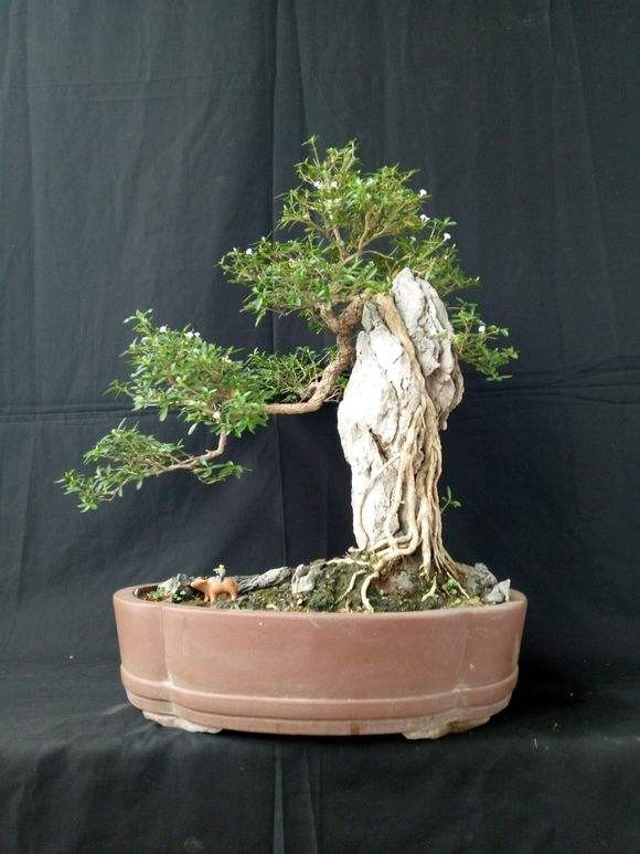 叶片小巧稠密,开花洁白如雪,六月雪盆景矮化样子更美!