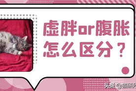 猫咪肚子圆鼓鼓，怎么区分是胖还是生病？图片
