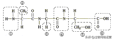 高一生物必修一复习提纲