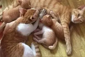 有些猫咪，越长大越不要脸，特别是猫爸爸这种生物图片