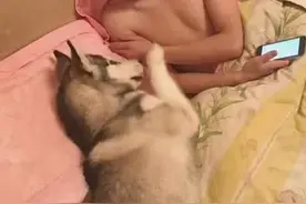 女主人去上厕所，二哈却趁机爬上了床，回来看到这一幕哭笑不得图片