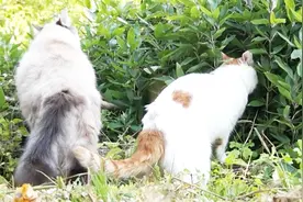 猫咪生病了也知道自救，在野外自己找草药，像极了老中医！