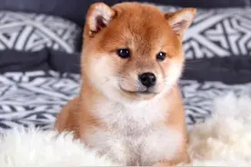 柴犬小课堂之解析豆柴。图片