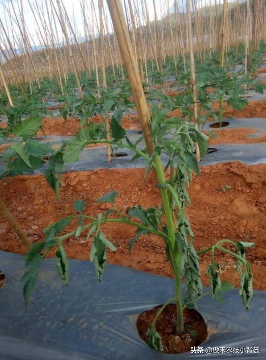 作物药物灌根防治病害效果差？学会这10个用药技巧效果能翻倍