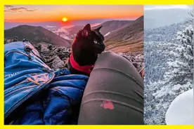 羡慕了！国外网友旅行时捡到一只流浪猫，猫咪从此开始环游世界图片