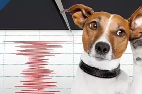 狗能听到地震来临前的次声波，如果真用动物来预测地震，科学吗？图片