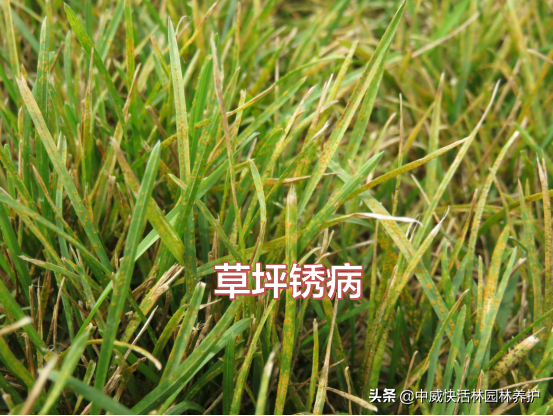 锈病的发生与防治，这些问题点您都知道了吗？