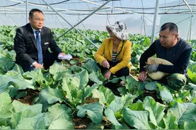 微山农商银行助力农户“圆梦”金融“活水”浇灌致富农田图片