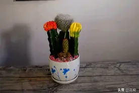 水泥掺沙子种植，这种漂亮仙人球组合盆栽，买时一定要注意图片
