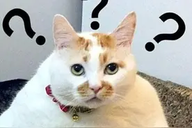 Python是什么？能干什么？图片