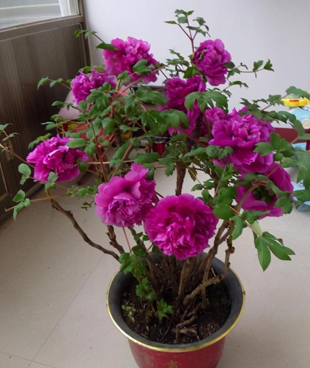 东北室外能种植的花卉(适合东北室外种植的宿根花卉)-措必培
