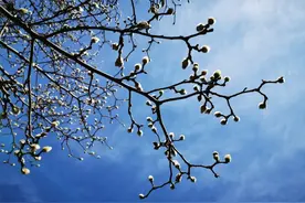 快醒醒，别睡了！石家庄都被绿了你还不知道图片