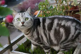 一旦美短猫有这6种现象，说明它早已恨透主人，别傻傻不知道图片