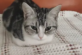 团子喵的猫传腹抗争之路，历经生死考验图片