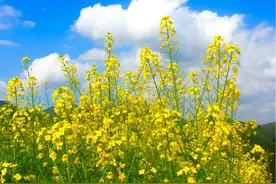 送走芳菲四月天，迎来五月初夏天，走进盛夏艳阳天图片