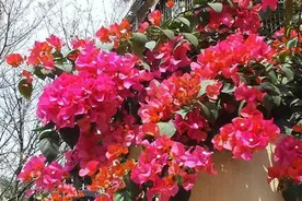 盆栽三角梅，“2点”做不到，叶片小，开花“稀稀拉拉”，真急人图片