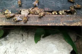 养蜜蜂――疯狂的马蜂季图片