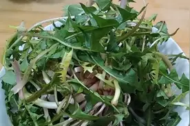 蒲公英新吃法，大厨教你2个小技巧，好吃不苦又去火，一看就会图片