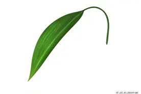 四招解决长期单身人士的心理需求图片