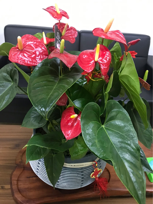 花花把十二生肖对应的十二种招财花给大家都整理出来啦,快来看看你的