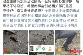 主播绑鼠戏猴、给猴子验孕？管理部门回应图片