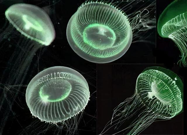 从生物教学谈荧光蛋白和荧光标记法