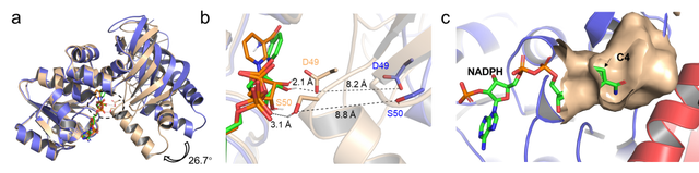 β-氨基酸脱氢酶的催化机理、理性设计及合成应用最新进展